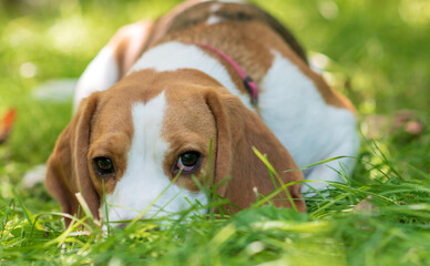 Portrait of  cute beagle dog on a green meadow