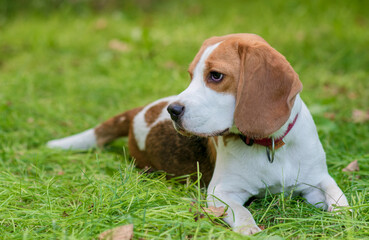 Portrait of  cute beagle dog on a green meadow
