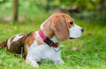 Portrait of  cute beagle dog on a green meadow
