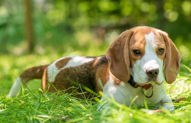 Portrait of  cute beagle dog on a green meadow