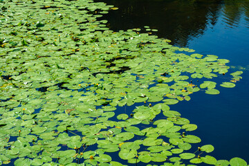 Pond with yellow waterlily flowers, green leaf, duckweed in a summer day