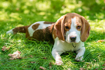 Portrait of  cute beagle dog on a green meadow