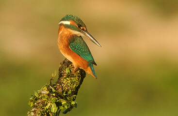 martin pescador observa desde su posadero