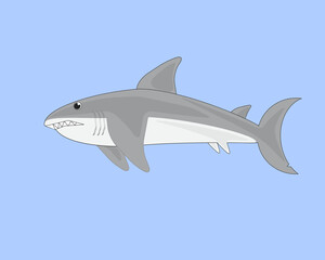 shark illustration