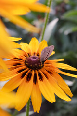 Bright yellow rudbeckia cone, emitting flowers facing the sun by the garden fence and a live butterfly.