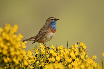 pechiazul en piornos en la sierra de gredos