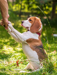 Portrait of  cute beagle dog on a green meadow
