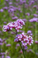A large blooming purple lavender flower close-up