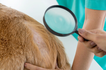 A veterinarian is examining a dog with dermatitis with a magnifying glass. Vet examining dog with...