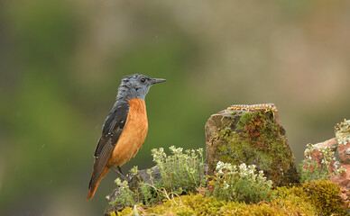 Roqueros en la sierra abulense