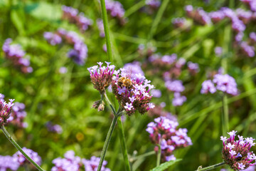 A bee gathers nectar on a purple lavender flower
