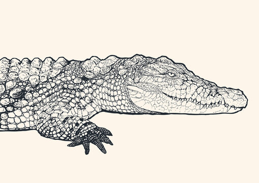 Hand drawn detailed crocodile in profile , black and white drawing. Engraving style. Vector illustration.	