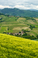 Obraz premium Vineyards in Oltrepo Pavese, italy, at springtime