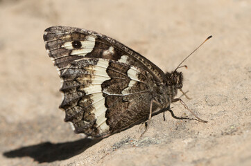 Great Banded Grayling Butterfly