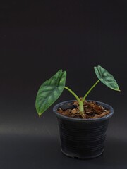 Close up shot of Alocasia dragon scale