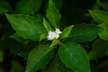 close up of a white blossom of a Red Osier or Dogwood