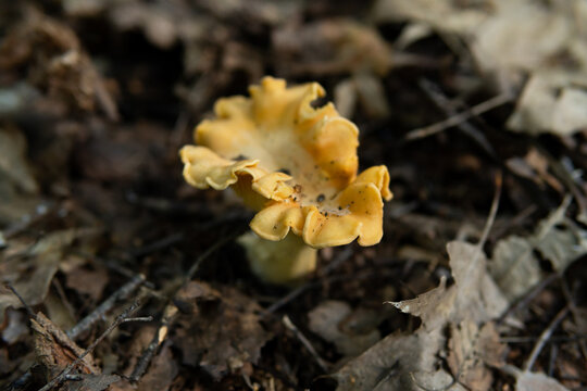 Chanterelle mushroom (cantharellus cibarius) in polish forest. Summer mushroom picking. Edible, delicious, orange mushroom. Fresh organic muchroom in natural environment.