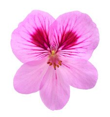 Fototapeta na wymiar Geranium flower