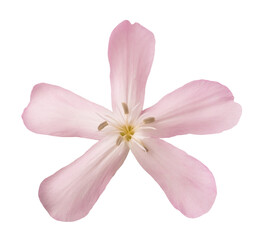 Soapwort ( Saponaria officinalis)