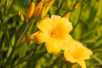 Fototapeta premium group of large yellow lilies found on a walk