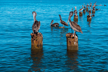 pelicans on the pier