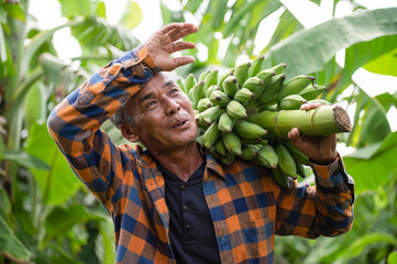 Asian farmer carrying green bananas in farm Workers hold green bananas for export. © somchai20162516