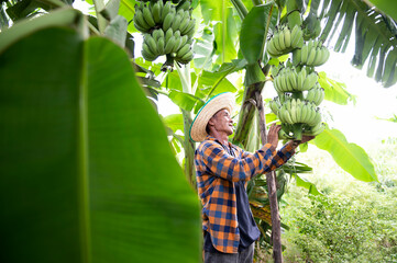 Asian farmer carrying green bananas in farm Workers hold green bananas for export. © somchai20162516