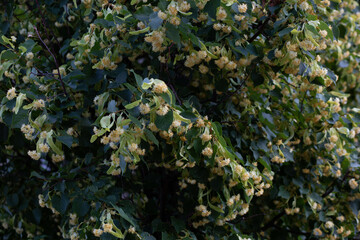Flowering linden tree with beautiful yellow flowers