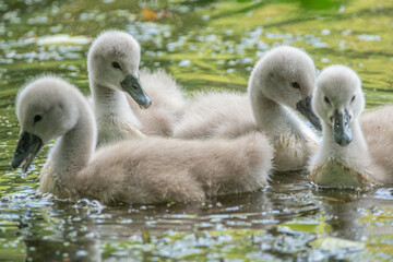 Jungschwäne auf dem Wasser