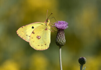 Clouded Yellow Butterfly