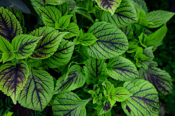 Closeup nature view of green leaf background