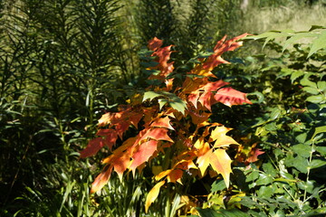 
European holly (Ilex aquifolium) with colorful leaves. Aquifoliaceae family. End of July 2021
