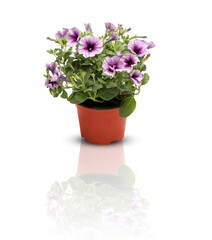 flower beautiful bouquet of lilac in a pot isolated on white background with clipping path