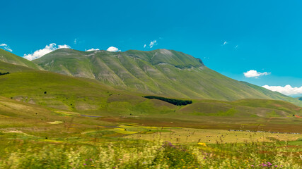 Blooming of lentil on Castelluccio di Norcia plain