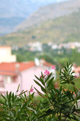 Pink oleander flowers growing in a garden. Selective focus.