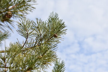 branches of a pine