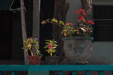 Plants in pots on a balustrade against trees and a house exterior by spring day