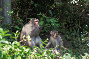 A monkey with an infant against tree branches by spring day