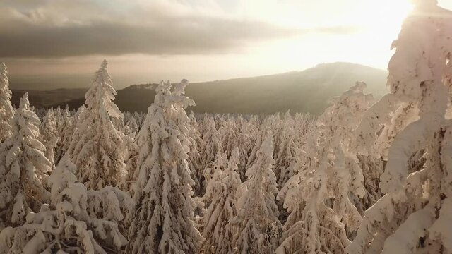 Dlog Drone view of the Feldberg Taunus Schmitten area during a cold winter day. Trees covered in snow and ice. Forrest in snow. Filmed during sunrise. Snow is wonderfully coloured in orange and red.