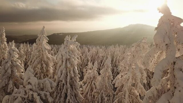 Dlog Drone view of the Feldberg Taunus Schmitten area during a cold winter day. Trees covered in snow and ice. Forrest in snow. Filmed during sunrise. Snow is wonderfully coloured in orange and red.