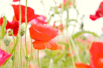 Obraz premium ポピー 赤い ピンク 花 つぼみ グリーン 茎 綺麗 鮮やか カラフル かわいい ぼけ 夕暮れ 