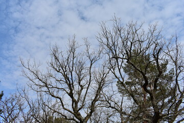 tree in the sky
