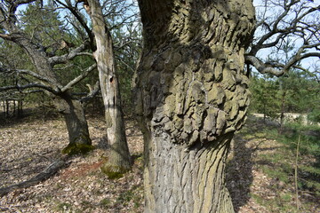Fototapeta premium tree trunk