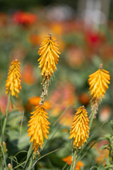 Fackellilie (Kniphofia uvaria) oder Raketenblume im Garten