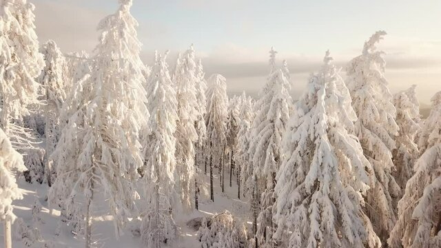 Dlog Drone view of the Feldberg Taunus Schmitten area during a cold winter day. Trees covered in snow and ice. Forrest in snow. Filmed during sunrise. Snow is wonderfully coloured in orange and red.