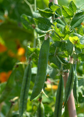 pea plant