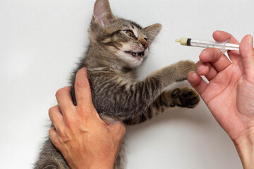 Top view of woman hand holding syringe with helminths medicine for kitten on the white background