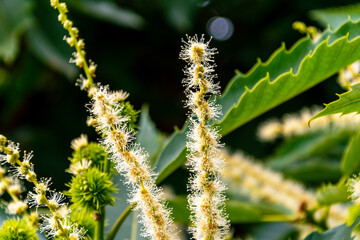 Castanea sp pertenece a la familia Fagaceae