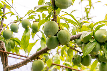 Ciruela madurándose en la rama del árbol