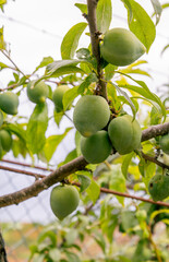 Ciruela madurándose en la rama del árbol